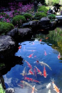Mẫu hồ cá Koi truyền thống Nhật Bản 16