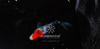 4 Nguyên nhân chính gây STRESS cho cá Koi