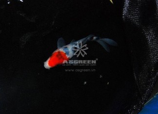 4 Nguyên nhân chính gây STRESS cho cá Koi