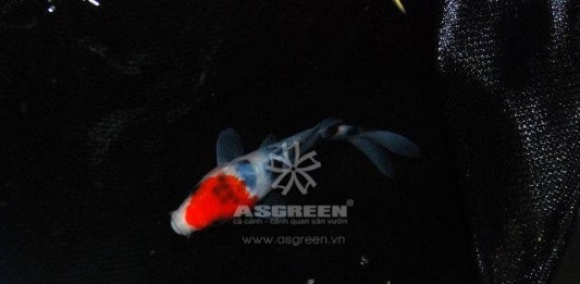 4 Nguyên nhân chính gây STRESS cho cá Koi