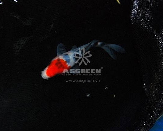 4 Nguyên nhân chính gây STRESS cho cá Koi