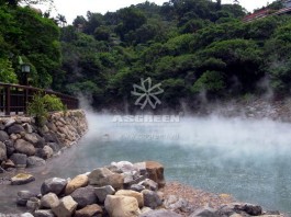 Những lưu ý khi chăm sóc cá Koi vào mùa hè