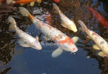 Làm sao để có được vẻ đẹp rực rỡ của Koi