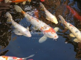 Làm sao để có được vẻ đẹp rực rỡ của Koi