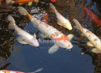 Làm sao để có được vẻ đẹp rực rỡ của Koi