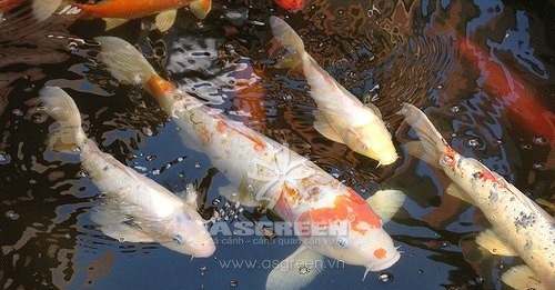 Làm sao để có được vẻ đẹp rực rỡ của Koi