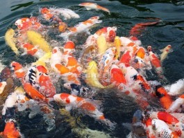 5 sai lầm người nuôi Koi thường mắc phải
