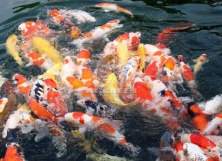 5 sai lầm người nuôi Koi thường mắc phải