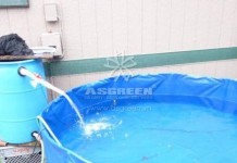 Cách ly cá Koi khi cá mới về hồ