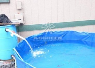 Cách ly cá Koi khi cá mới về hồ