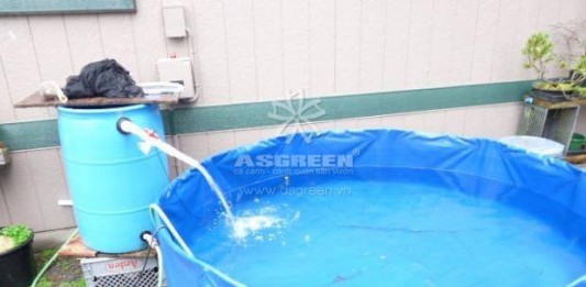 Cách ly cá Koi khi cá mới về hồ