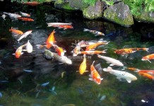 Cách tính số lượng cá Koi cho phép trong hồ!