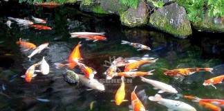 Cách tính số lượng cá Koi cho phép trong hồ!