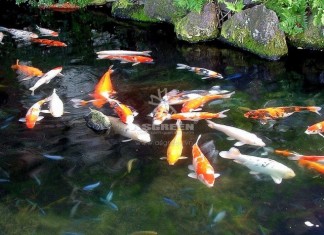 Cách tính số lượng cá Koi cho phép trong hồ!