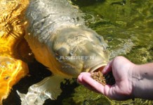 Huấn luyện cho cá Koi ăn trên tay