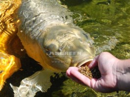 Huấn luyện cho cá Koi ăn trên tay