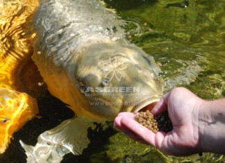 Huấn luyện cho cá Koi ăn trên tay Trang chủ 5