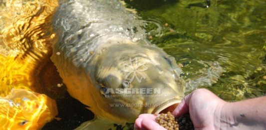 Huấn luyện cho cá Koi ăn trên tay