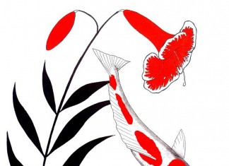 Những sự thật thú vị về cá Koi