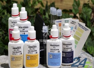 Những thứ thiết yếu cần phải có trong nhà bạn khi nuôi cá Koi