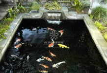 Nguyên nhân và cách khắc phục cá Koi bị phai màu