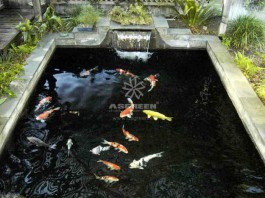 Nguyên nhân và cách khắc phục cá Koi bị phai màu