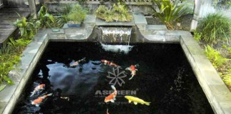 Nguyên nhân và cách khắc phục cá Koi bị phai màu