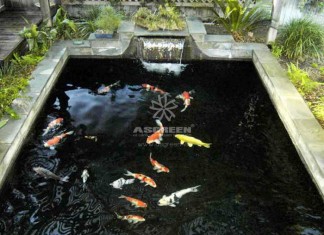 Nguyên nhân và cách khắc phục cá Koi bị phai màu