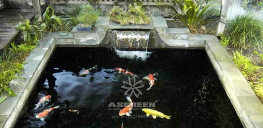 Nguyên nhân và cách khắc phục cá Koi bị phai màu