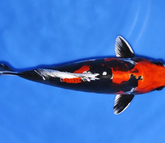 Beni Kikokuryu