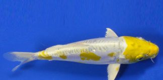 Doitsu Lemon Hariwake