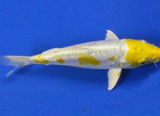 Doitsu Lemon Hariwake