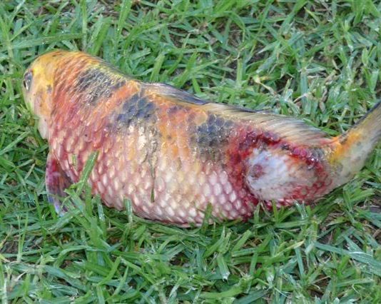 Dropsy