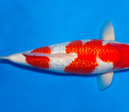 Ginrin Kohaku