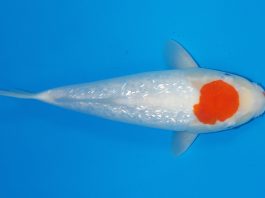 Ginrin Tancho Kohaku