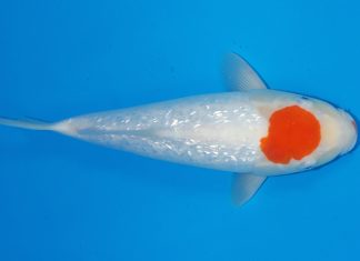 Ginrin Tancho Kohaku