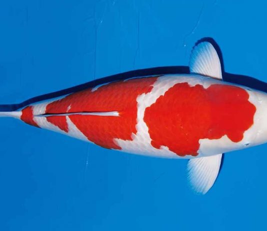 Kohaku