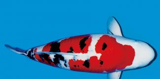 Sanke (Taisho Sanshoku)