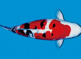 Sanke (Taisho Sanshoku)