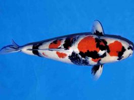 Showa (Showa Sanshoku)