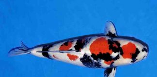 Showa (Showa Sanshoku)