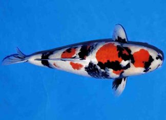 Showa (Showa Sanshoku)