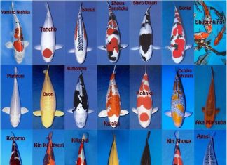 Tên gọi các dòng cá Koi (Nishikigoi – Japan)