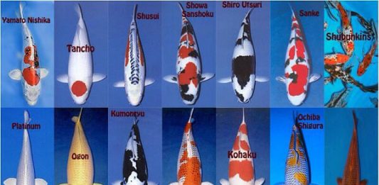 Tên gọi các dòng cá Koi (Nishikigoi – Japan)