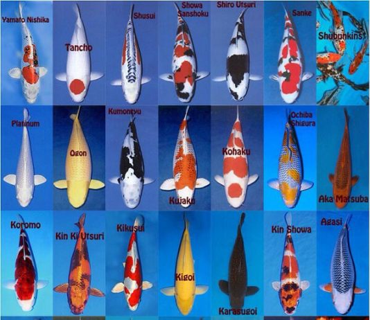 Tên gọi các dòng cá Koi (Nishikigoi – Japan)