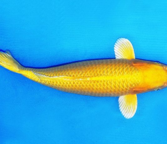Yamabuki Ogon