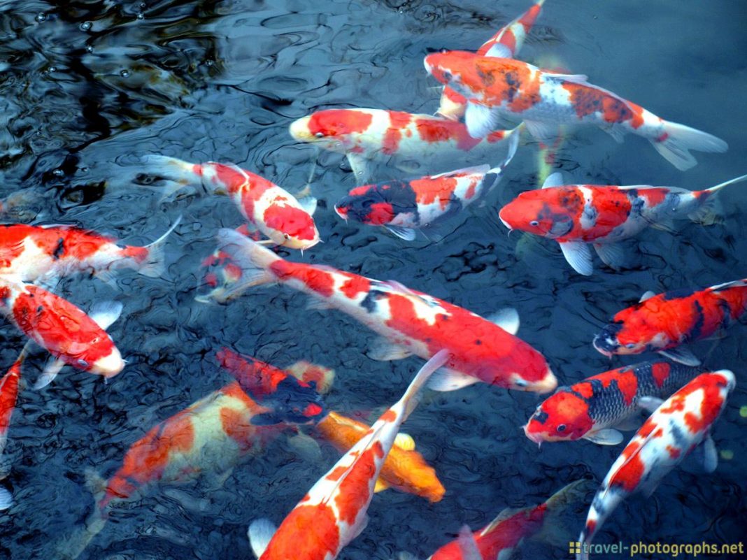 Gạch 3D hồ cá Koi  Tranh gạch men 3D Nhật Hoàng