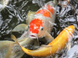 Bộ sưu tập cá Koi đẹp