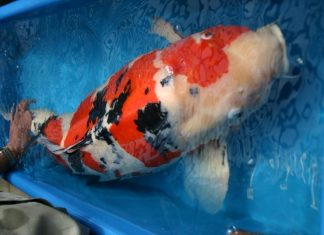 Bộ sưu tập cá koi to khủng