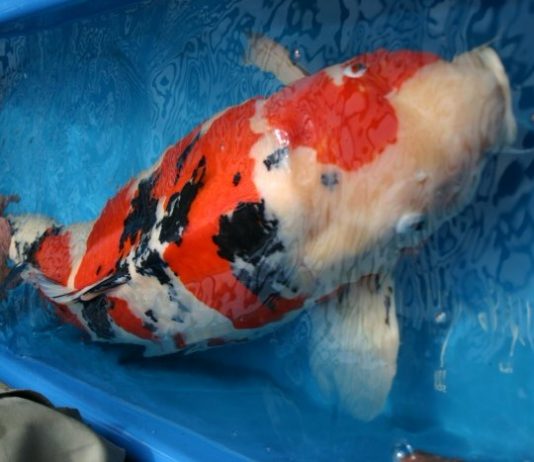 Bộ sưu tập cá koi to khủng